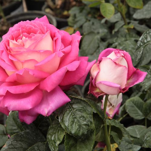 Shop - Rosa Tanger™ - rosa-weiß - teehybriden-edelrosen - diskret duftend - Pedro (Pere) Dot - Sieht gut aus in Mischbeeten aber auch in Vasen.